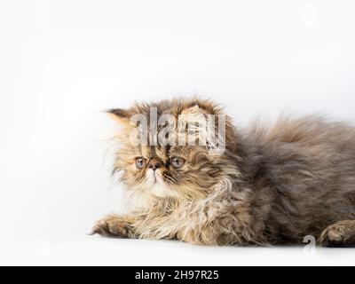 Süßes persisches Kätzchen auf weißem Hintergrund Stockfoto
