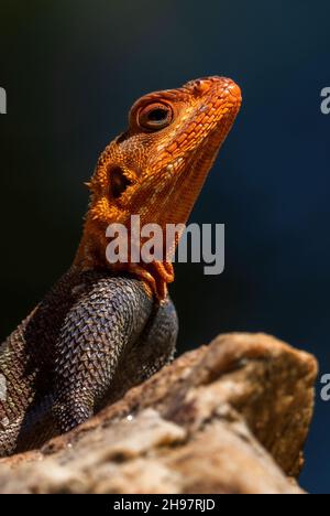 Red-headed Rock Agama - Agama Agama, wunderschöne farbige Eidechse aus afrikanischen Gärten und Wäldern, Entebbe, Uganda. Stockfoto