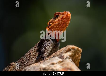 Red-headed Rock Agama - Agama Agama, wunderschöne farbige Eidechse aus afrikanischen Gärten und Wäldern, Entebbe, Uganda. Stockfoto