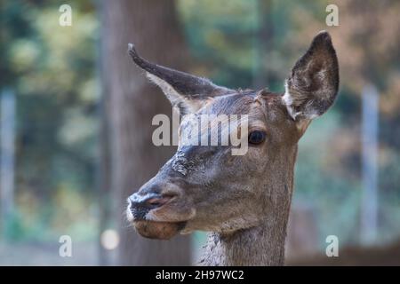 Der Rothirsch (Cervus elaphus) weibliches Porträt von hinten aus der Nähe Stockfoto