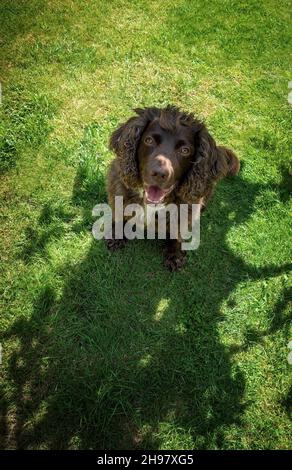 springer Spaniel blickt auf die Kamera Stockfoto
