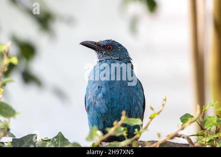 Der asiatische Feenbluebird (Irena puella) Stockfoto