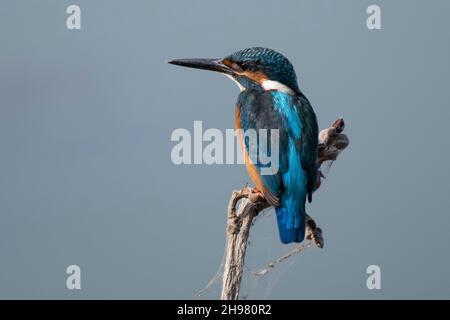 Сommon Eisvögel, Alcedo atthis. Der Vogel sitzt auf einem schönen Ast über dem Fluss und wartet auf einen Fisch. Stockfoto