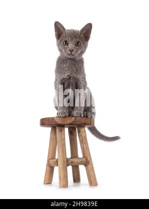 Niedliches kleines fliederfarbenes burmesisches Katzenkätzchen, das nach vorne auf einem kleinen Holzhocker sitzt. Blick auf die Kamera. Isoliert auf weißem Hintergrund. Stockfoto