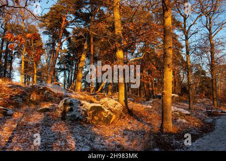 Der Spaziergang in der Nähe des Wiks Schloss (oder Vik Schloss) in der kalten Wintersonne schwedische Sonne, Dezember 2021, Uppsals Grafschaft, Schweden Stockfoto