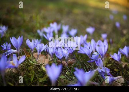 Herbst floralen Hintergrund. Viele wilde Herbstcrocues auf der Wiese in der Nähe des Waldes. Geringe Schärfentiefe, unscharfer Hintergrund. Stockfoto