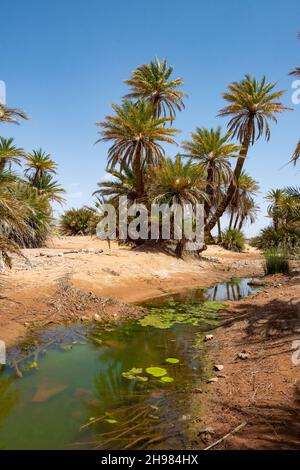 n die Sahara-Wüste in Marokko. Eine Oase in der Nähe von Erg chebbi. Palmen wachsen in der Nähe eines Wasserlochs, das mit Wasserpflanzen bedeckt ist Stockfoto