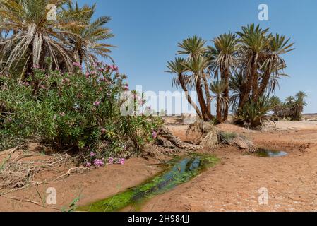 In der Sahara in Marokko. Eine Oase in der Nähe von Erg chebbi. Palmen und Oleander wachsen in der Nähe eines Wasserlochs, das mit Wasserpflanzen bedeckt ist Stockfoto