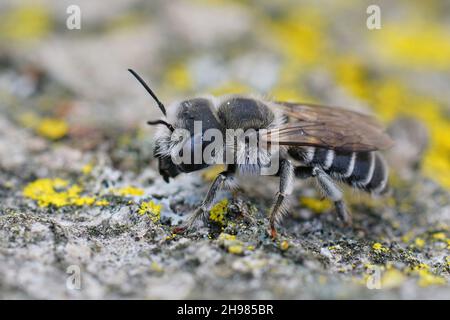 Nahaufnahme einer kleinen, butengetufteten Maurerbiene, Hoplitis cristatula aus dem Gard in Frankreich, die auf einem Stück Holz sitzt Stockfoto