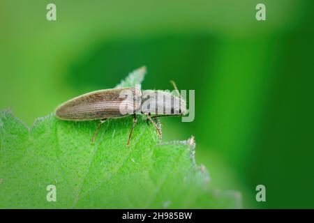 Nahaufnahme eines braunen, haarigen, klickenden Käfers, Athous haemorrhoidalis, der auf einem grünen Blatt im Garten sitzt Stockfoto