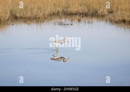 Ein tricolorierter Reiher (Egretta tricolor), der in seichtem Wasser in einem Sumpfgebiet spazierend und im Wasser in St. Augustine, Florida, reflektiert wird. Stockfoto