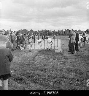 Carlisle, Cumbria, 19/06/1954. Eine Menge, die einem Konkurrenten bei einem Sporttag im Carlisle Sports Club von Laing einen Weitsprung zuschaut. Am 19th. Juni 1954 fand im Sports Club in Carlisle ein jährlicher Sporttag statt. Die Aktivitäten begannen zwischen 2pm und 11pm, darunter ein Programm mit Leichtathletik-Veranstaltungen, Side-Shows, ein Buffet-Tee, eine Filmshow und Tanz im Festzelt. Stockfoto