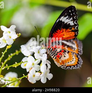 Eine Nahaufnahme des Schmetterlings von Cethosia biblos, der auf einer weißen Blume thront Stockfoto