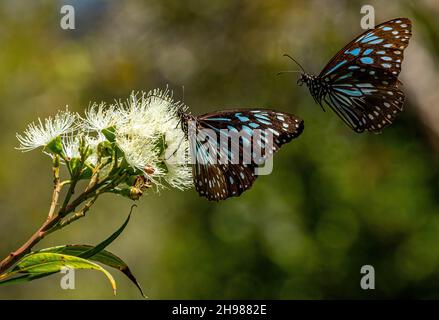 Nahaufnahme von dunkelblauen Tiger-Schmetterlingen auf unscharfem Hintergrund Stockfoto