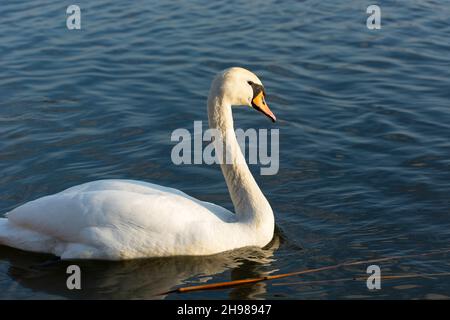 Weißer stummer Schwan, der im blauen Wasser schwimmend ist, Stankow, Polen Stockfoto