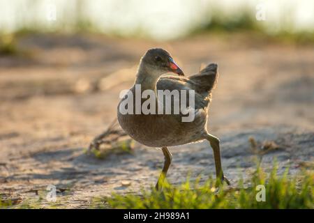 Moorhühner, die am Seeufer, Stankow, Lubelskie, Polen, spazieren gehen Stockfoto