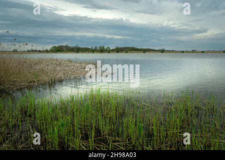 Grünes Schilf am Ufer des Sees Stockfoto