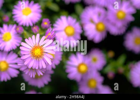 Rosa und lila Astern blüht im Garten Stockfoto