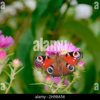 Makro einer getönten Dame Schmetterling auf einer rosa Aster Blume Stockfoto