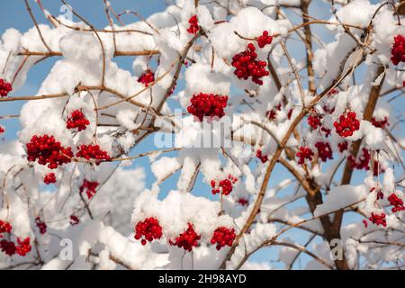 Im Winter sind die Beeren von Viburnum (Guelder Rose) mit Schnee bedeckt Stockfoto