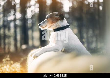 Jack russel Terrier Hund im Herbstwald. Tier- und Naturfotografie Stockfoto