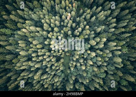 Drone von oben nach unten. Grüne Bäume im Sommerwald. Sonniger Tag in den Herbstbergen Stockfoto