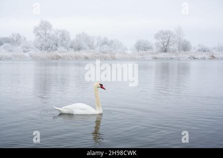 Allein der weiße Schwan schwimmt in der Sonnenaufgangszeit im winterlichen Seewasser. Frostige verschneite Bäume auf dem Hintergrund. Tierfotografie Stockfoto