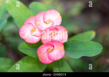 Sternhaufen aus rosa gefärbten Dornenkrone, die Blüte mit Blättern Stockfoto