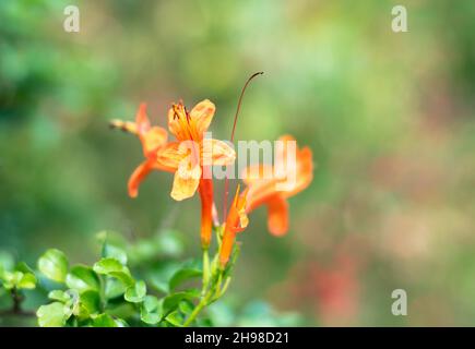 Nahaufnahme von orangefarbenen Honigsuckle-Blumen, lonicera, einer Kolibri-Pflanze in einem tropischen Garten. Stockfoto