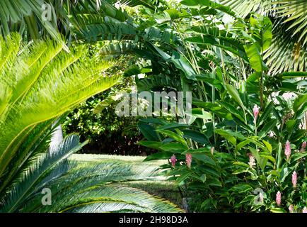 Üppige tropische Pflanzen, Palmen, Ingwer-Lilie und Heliconias werden an einem sonnigen Tag in einem Garten im Hinterhof angelegt. Stockfoto