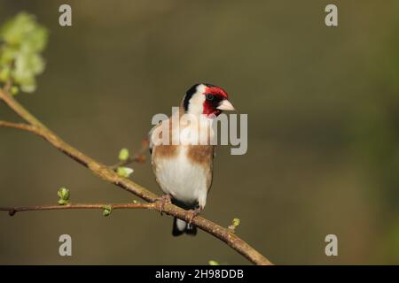 Sie sehen selten einen einzelnen Goldfinken, sie können paarweise oder kleine Scharen sein, die auf Drähte oder Büsche steigen, während Sie vor der Rückkehr zur Fütterung vorbeikommen. Stockfoto