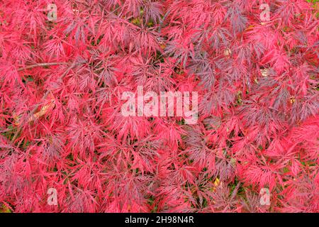 Blätter von Acer palmatum dissectum Garnet japanischem Ahorn im Herbst Stockfoto