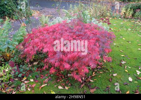 Acer palmatum dissectum Garnet japanischer Ahorn im Garten im Herbst Stockfoto