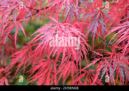 Blätter von Acer palmatum dissectum Garnet japanischem Ahorn im Herbst Stockfoto