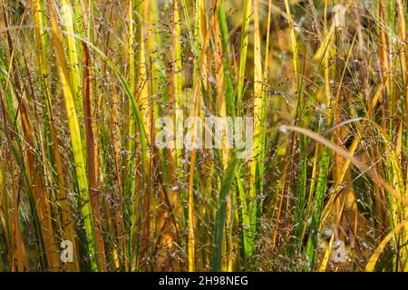 Panicum virgatum 'Northwind' (hohes Schalgras) im Herbst im britischen Garten Stockfoto