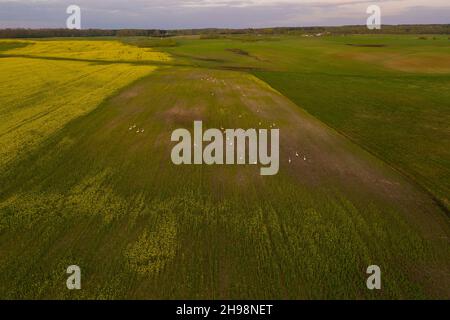 Drohnenfotografie von Kranichscharen in der Mitte des landwirtschaftlichen Feldes während des Sonnenuntergangs im Sommer Stockfoto