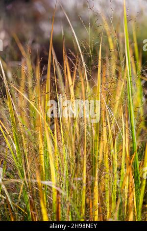 Panicum virgatum 'Northwind' (hohes Schalgras) im Herbst im britischen Garten Stockfoto