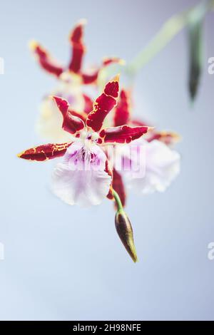 Nahaufnahme von Miltonia Kismet Orchid Blumen vor einem hellgrau-blauen Hintergrund. Selektiver Fokus mit verschwommenem Vorder- und Hintergrund. Stockfoto