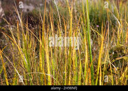 Panicum virgatum 'Northwind' (hohes Schalgras) im Herbst im britischen Garten Stockfoto