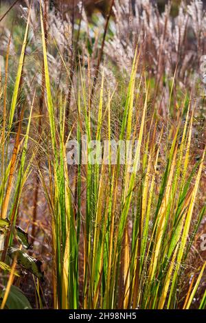 Panicum virgatum 'Northwind' (hohes Schalgras) im Herbst im britischen Garten Stockfoto