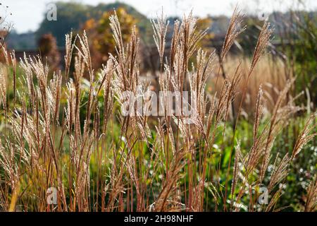 Panicum virgatum 'Northwind' (hohes Schalgras) im Herbst im britischen Garten Stockfoto