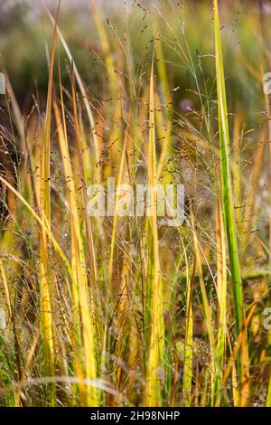 Panicum virgatum 'Northwind' (hohes Schalgras) im Herbst im britischen Garten Stockfoto