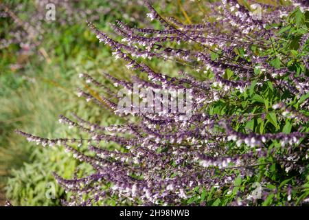 Salvia 'Phyllis' Fancy blüht im Oktober in einem britischen Garten Stockfoto