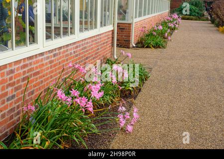 Nerine Bowdenii 'Bianca Perla' Nowden Lilie blüht neben dem Gewächshaus in den RHS Bridgewater Gardens, Worsley, Salford, Manchester, Großbritannien im Oktober Stockfoto