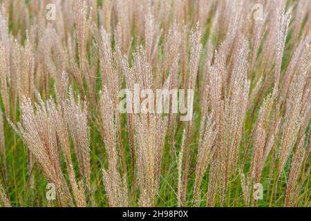 Miscanthus Sinensis 'Yakushima Dwarf' in Großbritannien hart im Herbst Stockfoto