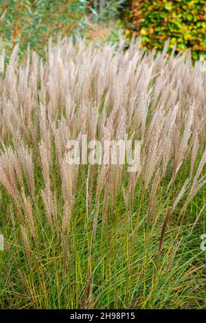 Miscanthus Sinensis 'Yakushima Dwarf' in Großbritannien hart im Herbst Stockfoto