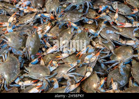 Washington, DC - Blaue Krabben zum Verkauf auf dem Municipal Fish Market. Der 1805 gegründete Fischmarkt ist der älteste kontinuierlich tätige Freiluft-Fischmarkt in Stockfoto