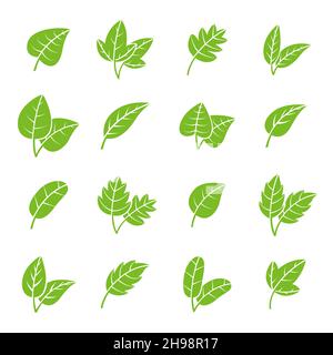 Grüne Öko-Blätter. Apothekenblatt-Logo, frische Baumlaubelemente. Natürliche Bio-Ikonen, isolierte Minztee-Pflanzen. Pflanzliche organische jüngsten Vektor Stock Vektor