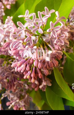 Die Frühlingsblüte Flieder auf Hintergrund grünen Blatt.der natürliche Hintergrund aus schöner Farbe.Horizontale Fotografie am Sonnentag Stockfoto