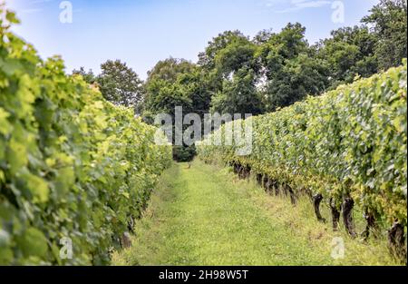 Hirsch, der zwischen zwei Reihen von Weinreben in einem Weinberg sitzt Stockfoto